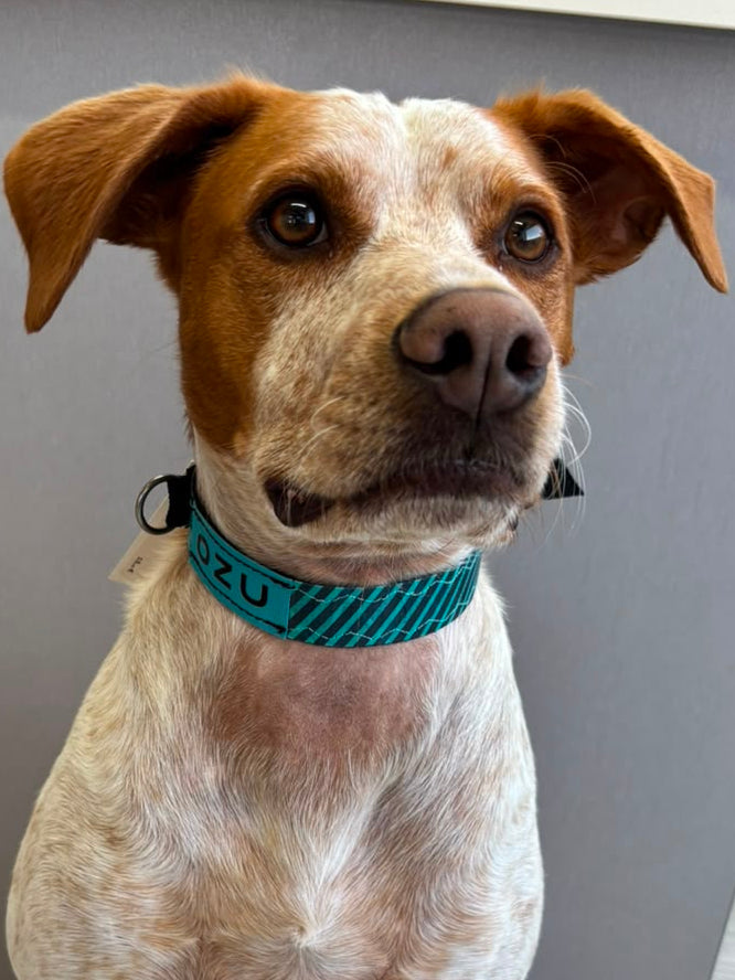 Ozu Collar Dog