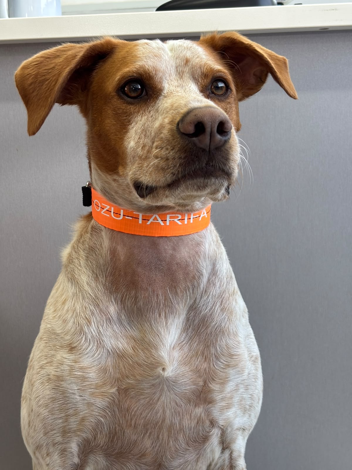 Ozu Collar Dog
