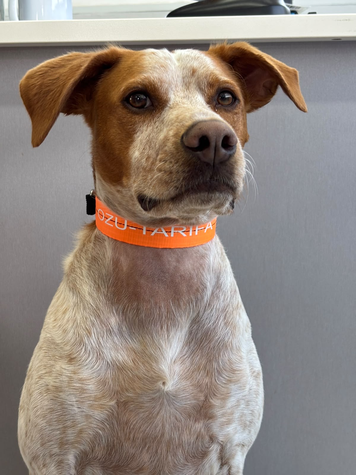 Ozu Collar Dog