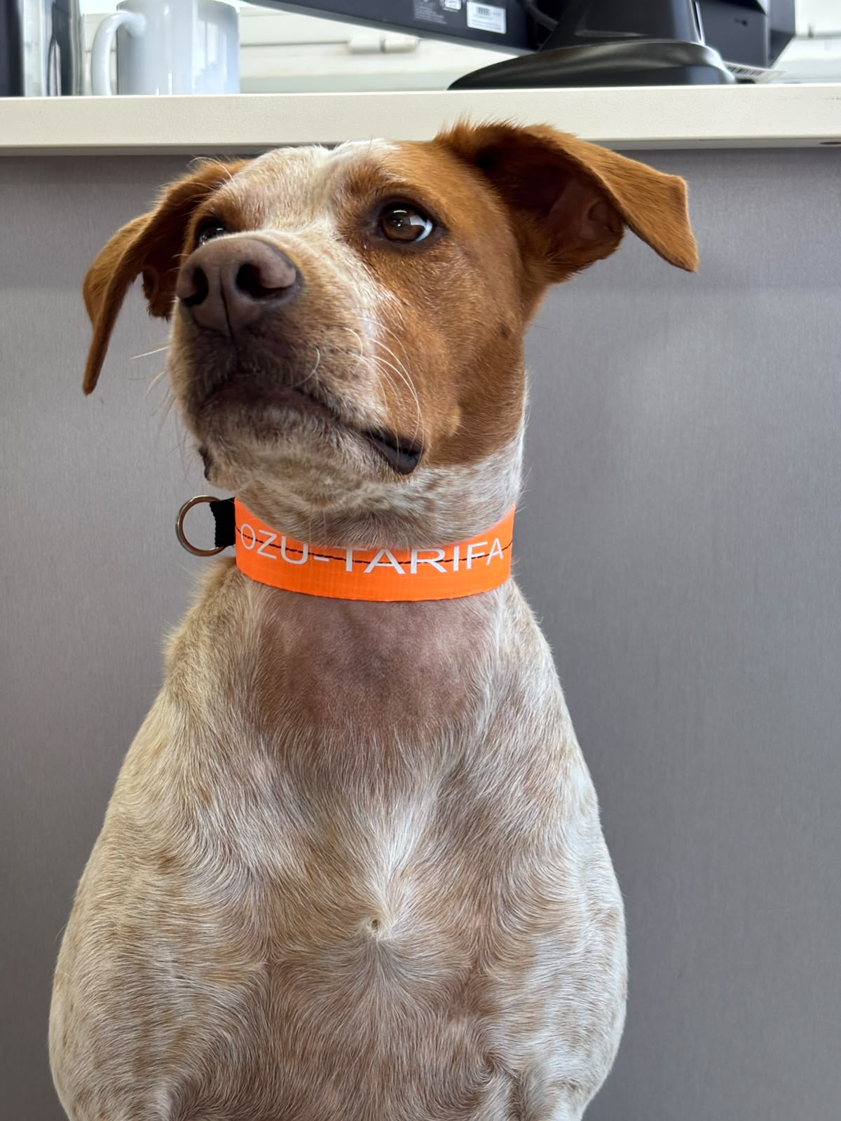 Ozu Collar Dog