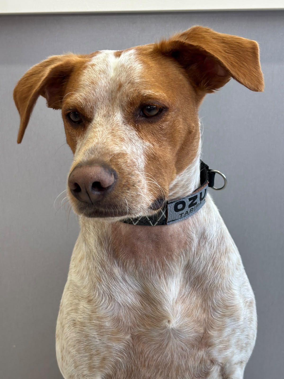 Ozu Collar Dog