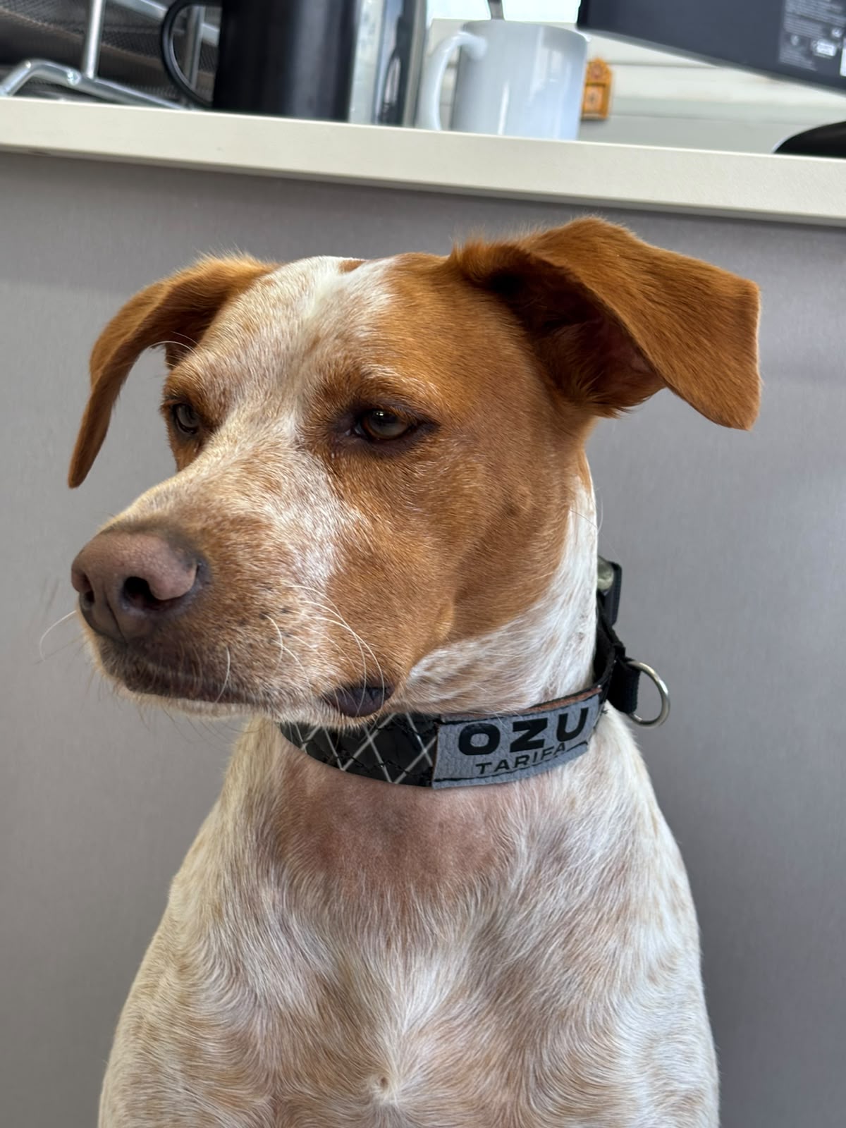 Ozu Collar Dog