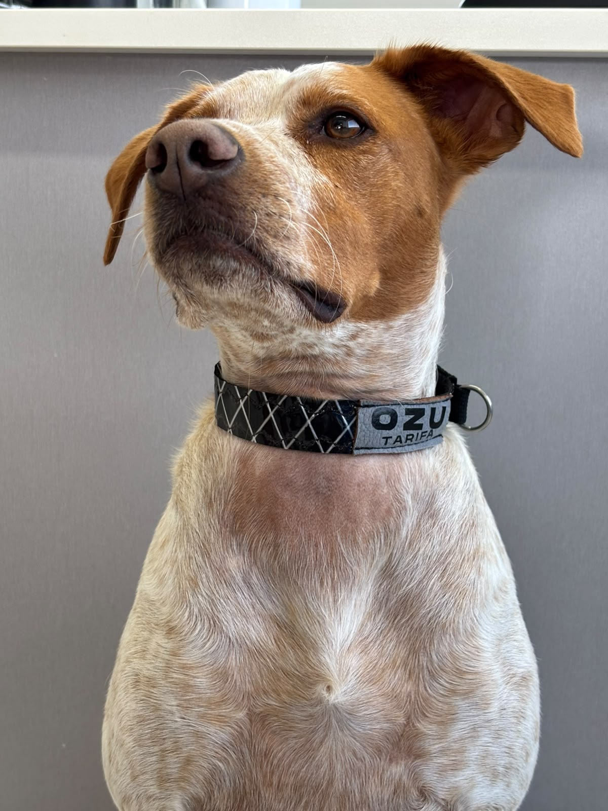 Ozu Collar Dog