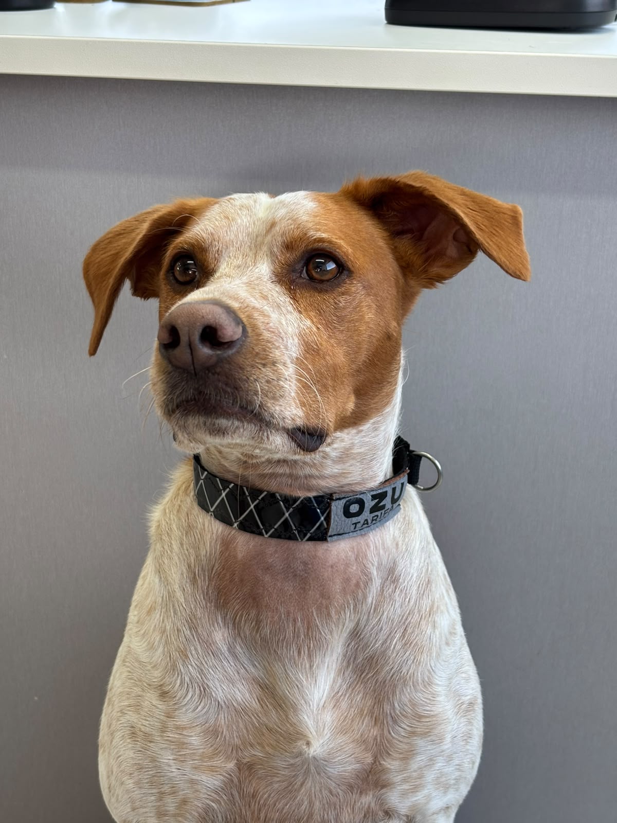 Ozu Collar Dog