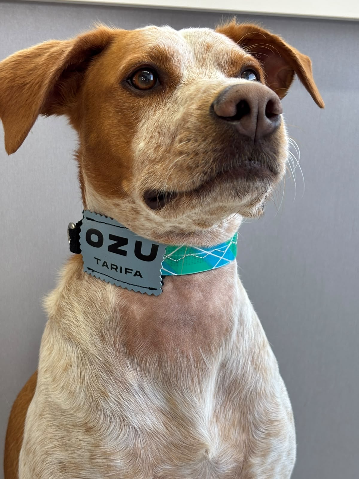 OZU No More Flea Hundehalsband
