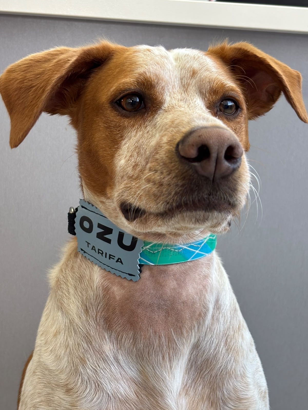 Collar Dog OZU No Más Pulgas