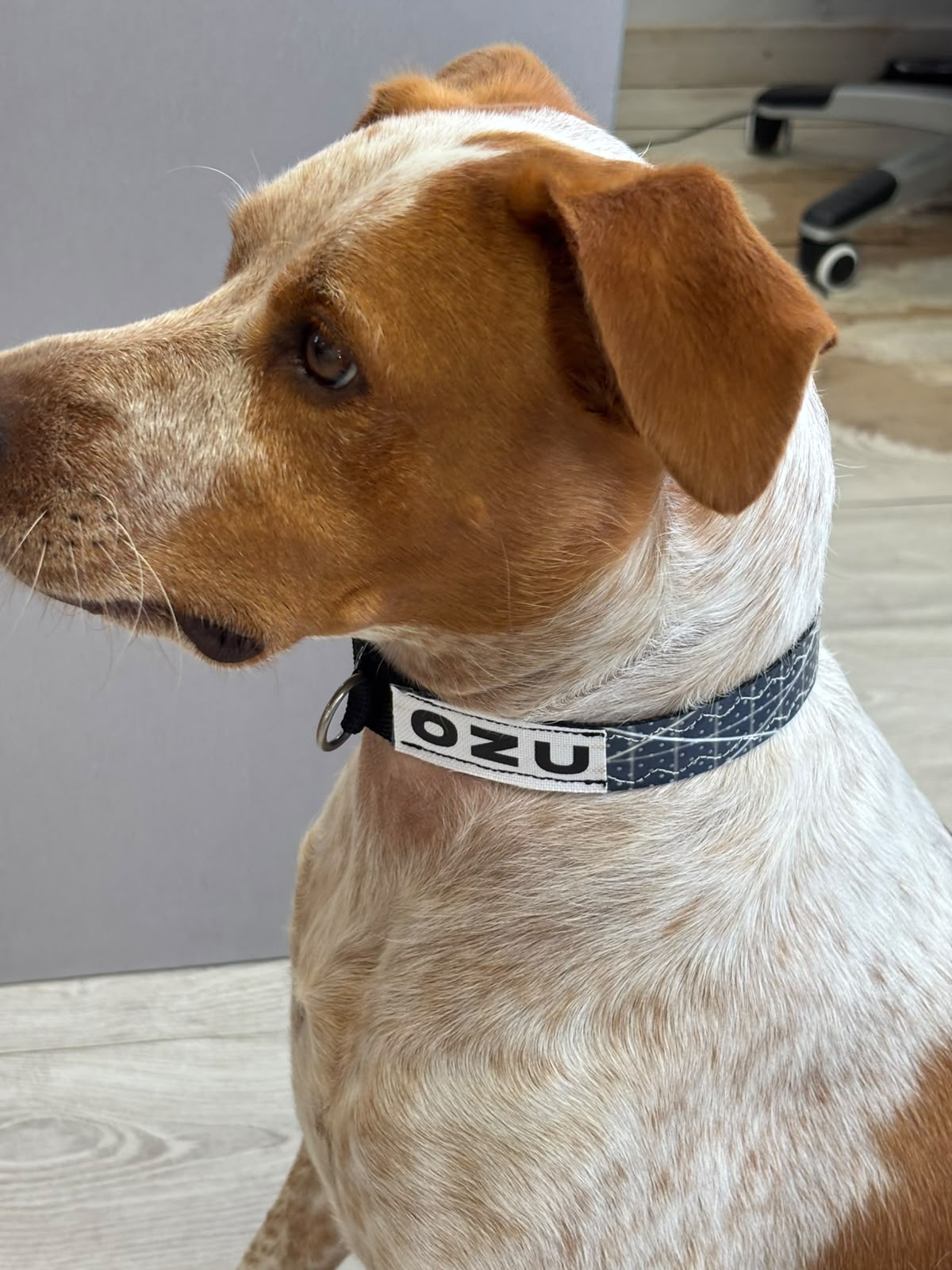 Ozu Collar Dog