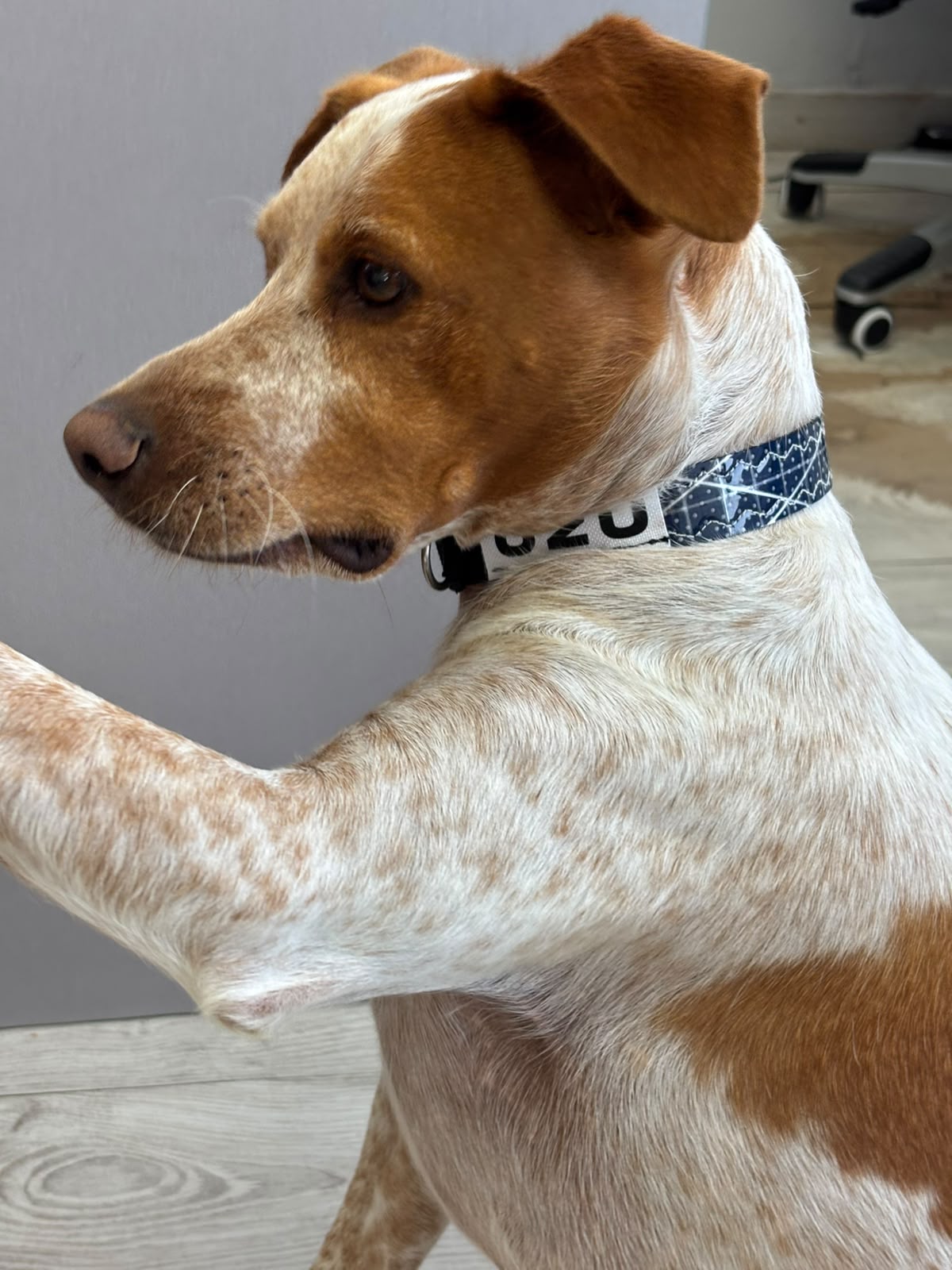 Ozu Collar Dog