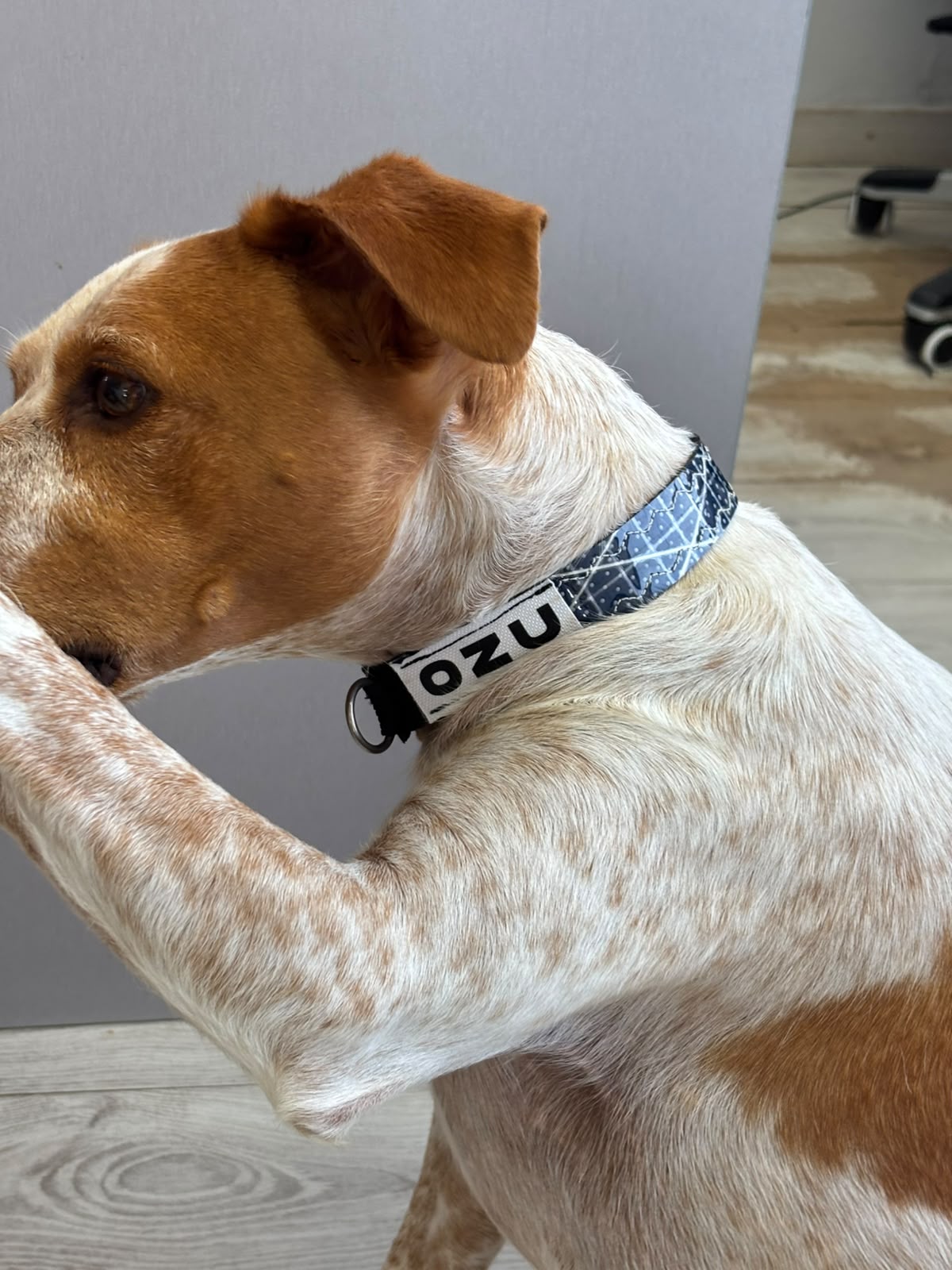 Ozu Collar Dog