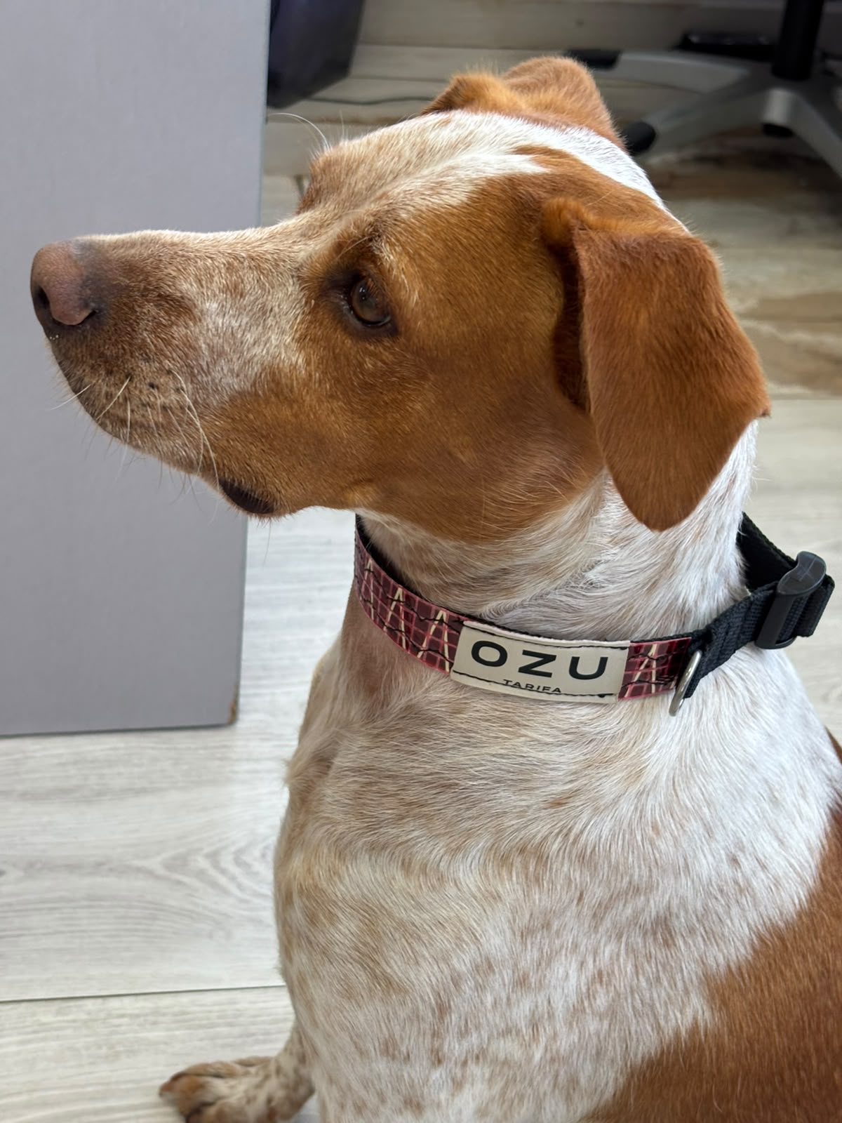 Ozu Collar Dog