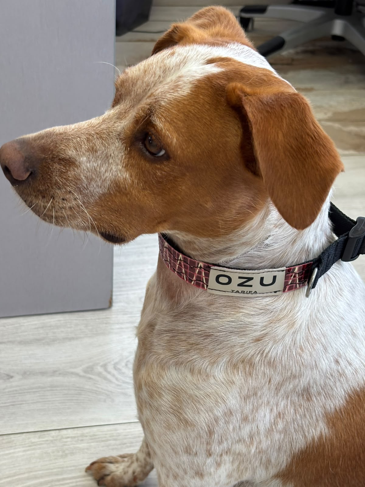 Ozu Collar Dog
